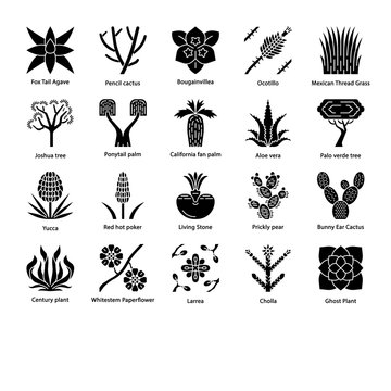 Desert plants glyph icons set