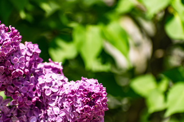 Very beautiful bright blooming lilac, purple, on a Sunny day against the sky with clouds and green leaves. Spring, may, fragrant bouquets, rich smell.