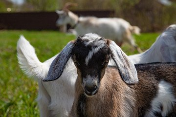 Little baby goats walking on the farm in the green grass