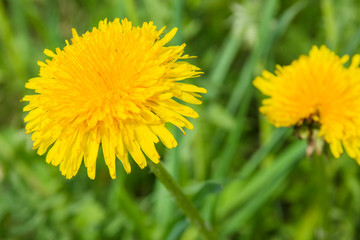 Dandelion in grass. Beautiful yellow dandelion in grass
