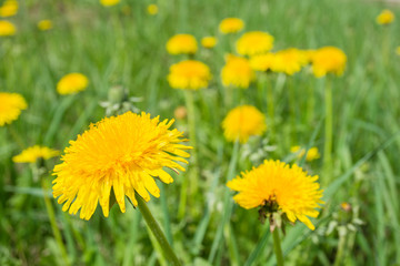 Dandelion in grass. Beautiful yellow dandelion in grass