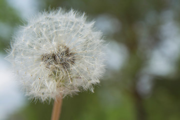 Close up of a Dandelion Taraxacum officinale. With soft green background