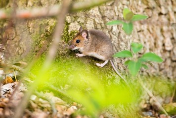 Waldmaus oder Gelbhalsmaus (Apodemus sylvaticus oder flavicollis) sitzt auf Eichenstamm im Mischwald, FFH-Gebiet 