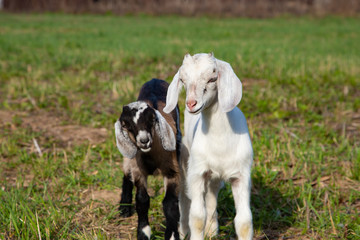 Little baby goats walking on the farm in the green grass