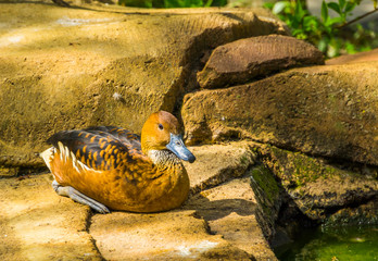 fulvous tree duck sitting on a rock at the waterside, tropical bird specie from America and Africa