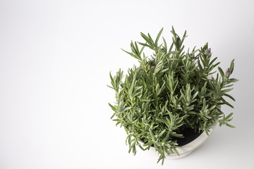 Rosemary in a white pot