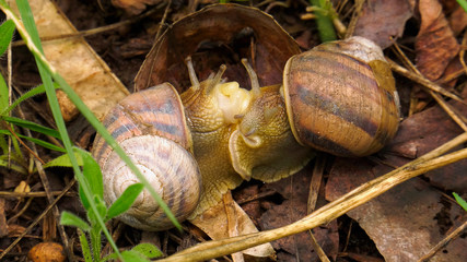 Land snail - Helix albescens. Process of mating. © Eugene