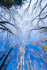 Autumn forest scenery bottom view, leafless tree trunks standing at late autumn time. View from bottom up to sky. Beautiful shape of branches of trees. Light blue sky.