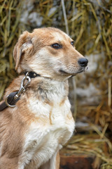 scuffed light brown dog half-breed on a background of hay