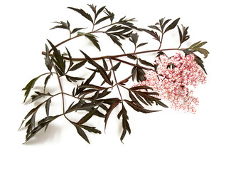 Black elderflower isolated on white