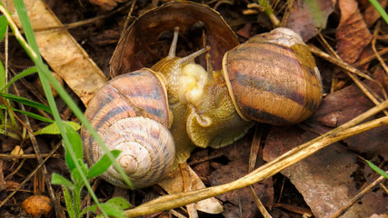 Land snail - Helix albescens. Process of mating.