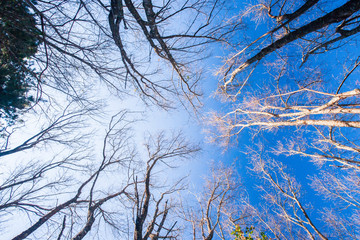 Autumn forest scenery bottom view, leafless tree trunks standing at late autumn time. View from bottom up to sky. Beautiful shape of branches of trees. Light blue sky.