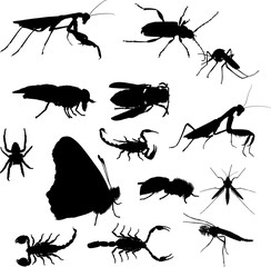 collection with fourteen black insects