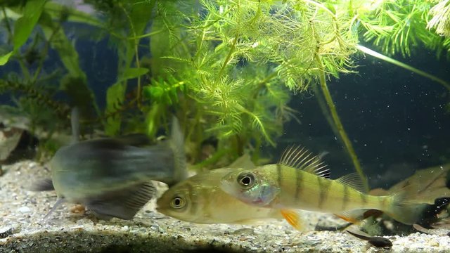 juvenile freshwater fishes channel catfish, Ictalurus punctatus, European perch and prussian carp swim in muddy water of planted tank, coldwater biotope nano aquarium movie footage