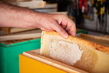 Beekeeper to keep in hand a frame with honeycombs of honey