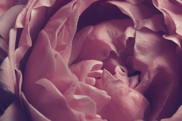 background fold flower macro / red flower, abstract aroma background gentle summer rose