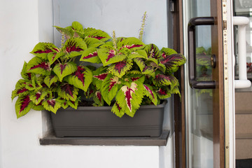 Coleus in the tub decorates the wall of a residential building