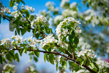 Cherry blossoming white flowers on a branch of blue sky background