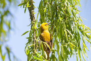 Male Cape Weaver (Ploceus capensis) building anest in a weeping willow tree overhanging a dam in spring. Bright yellow breeding plumage, colours