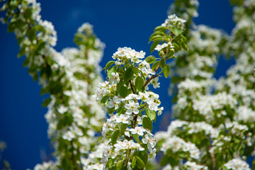 Obraz premium Cherry blossoming white flowers on a branch of blue sky background