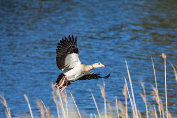  Egyptian goose, Alopochen aegyptiaca, flying in to land amongst reeds on a river bank at sunrise with outstretched wings 