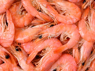 Shrimps close-up as a background
