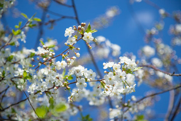 Cherry blossoming white flowers on a branch of blue sky background
