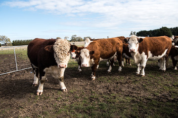 Fototapeta na wymiar Cows on a farm in Newham, Victoria, Australia