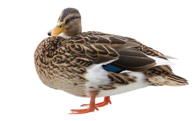 standing duck on white