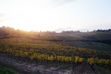 Fototapeta na wymiar Weinanbau in der Toskana