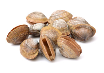 Stacked fresh raw clams on white background