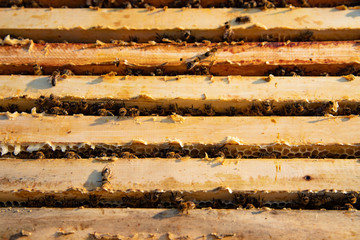 Beekeeping. Open beehive with bees.