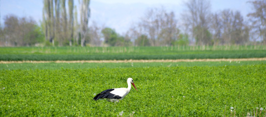 Obraz na płótnie Canvas one stork in the middle of a vegetable field