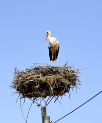 stork returning to their nest in the spring months