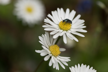 Obraz premium bug on chamomile flower in the garden with narrow depth of field