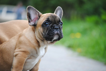 Fototapeta premium french bulldog dog portrait