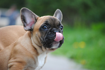 french bulldog on green background