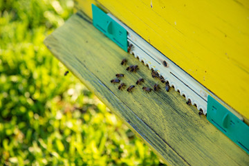 Bees at the entrance to the hive green grass background