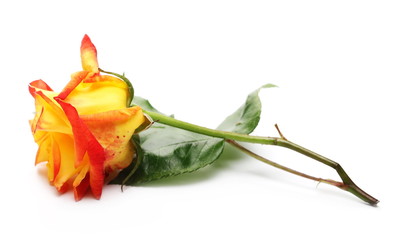 Yellow red rose with twig and leaves isolated on white background