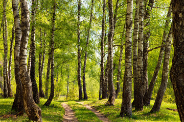 Fototapeta na wymiar Landscape birch forest in spring