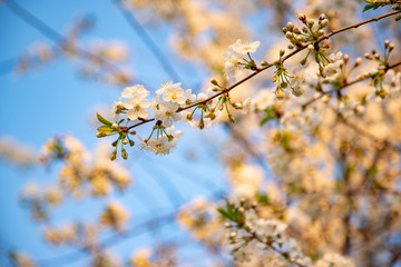Obraz premium Cherry blossom in the garden blue sky background, warm light sunset sun
