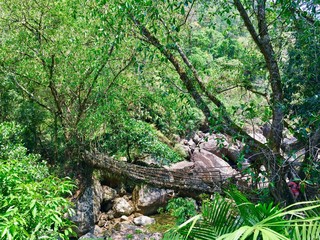 A living roots bridge over a river in deep jungle overcast day near the village of Riwai, Shillong, Meghalaya, India