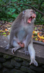 Monkey closes eyes and has a big yawn showing teeth and stretching at the same time.