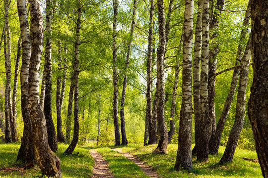 Landscape birch forest in spring