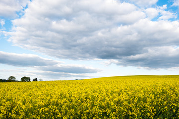 Rapsfeld - Rapsanbau mit blauem Himmel in Bayern