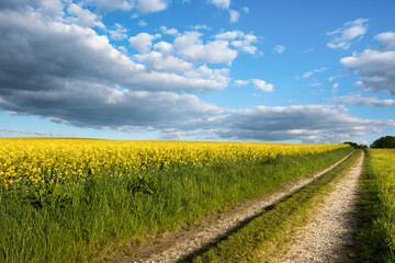 Rapsfeld - Rapsanbau mit blauem Himmel in Bayern