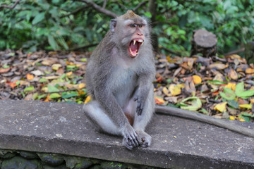 Angry Macaque monkey shows sharp teeth.