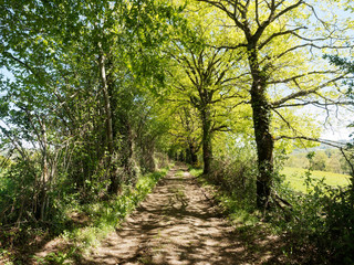 Paysage du Bourbonnais dans l'Allier. Sentier forestier, p&acirc;tures s&eacute;par&eacute;es par des haies autour de la montagne Bourbonnaise.  