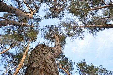 forest sky