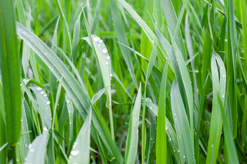 dew drops at green grass. rainy season concept. abdstract nature background.